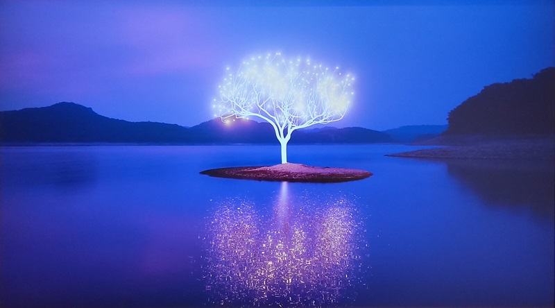 이정록.Tree of Life on the Wather.2020.동영상.8'6''.jpg