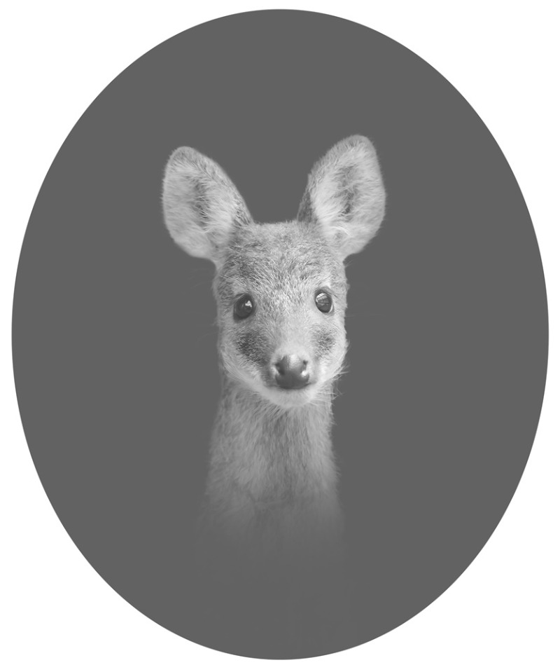 라니32 Water deer32__73x63cm_c-print_2020.jpg