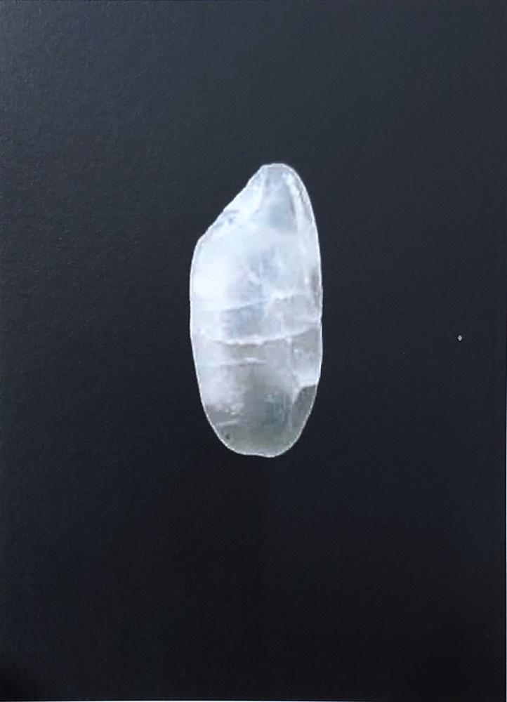 정영창,쌀,2024,쌀,오브제,디지털프린트,80x60cm20점.jpg